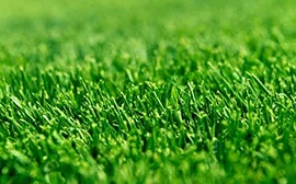 Grama Zeon Zoysia, a melhor opção de grama para paisagismo com cor diferenciada verde escura