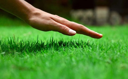 preparar o solo e plantar grama