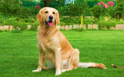 gramado itograss - seu cão merece