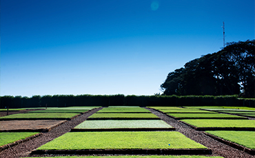 Itograss investe em pesquisa e inovação na produção de grama