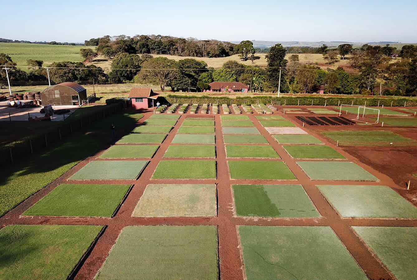 Variedade de grama Itograss - Bermudagrass