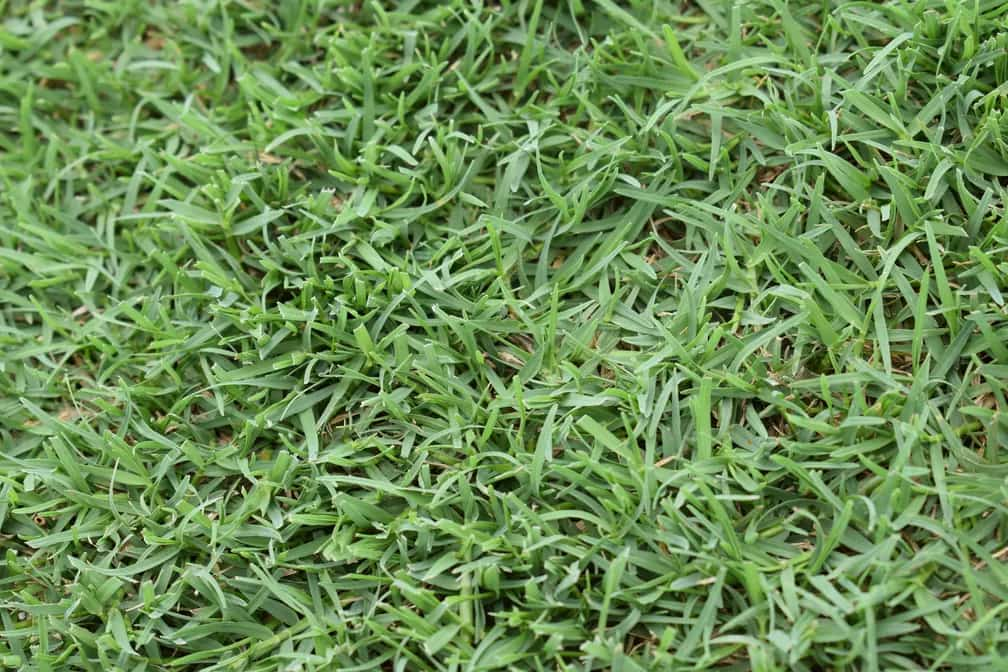 Novo gramado do Maracanã é cultivado em Saquarema (Foto: Gustavo Garcia)