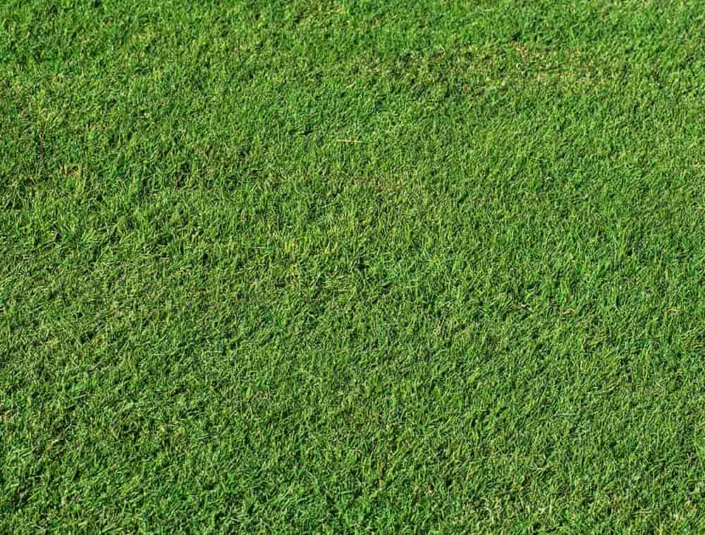 Itograss Grama Natural De Alta Qualidade Tem Nome 6305